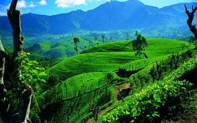 A Crash Course in Ceylon Tea
