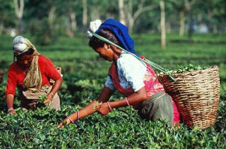 Assam Tea- Bold, Rich, and Wonderful